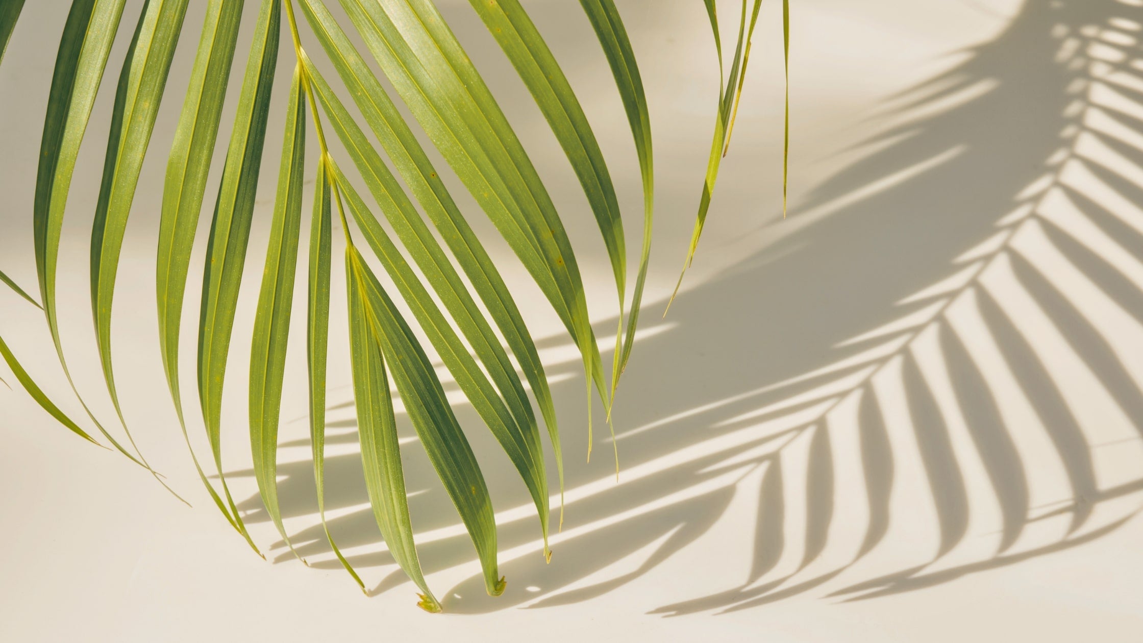 Home page banner image for Trifora Wellness
